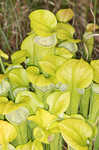 Green pitcherplant